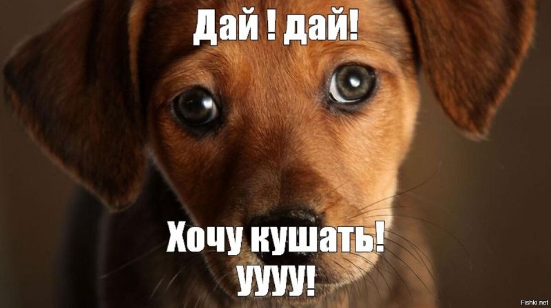 Картинка собаки Мем