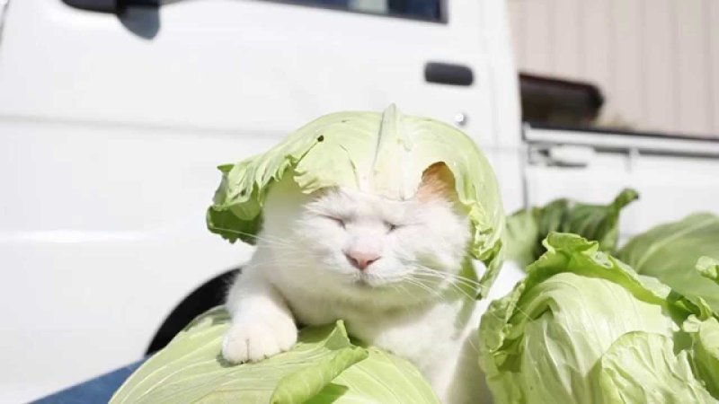 Котик в капусте