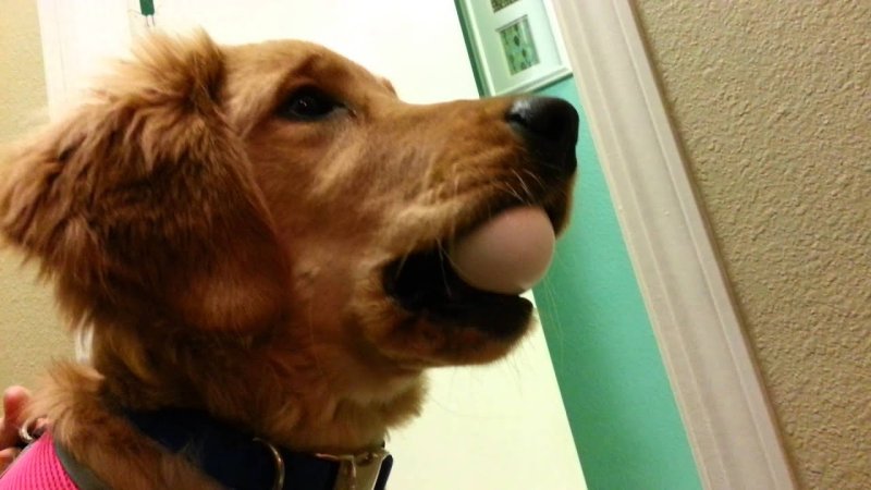 Голден ретривер с яйцами