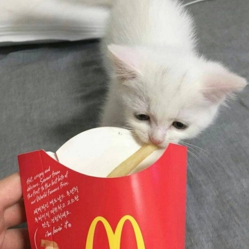 Кот картошка фри Мем