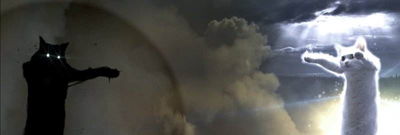 Черный и белый кот Мем