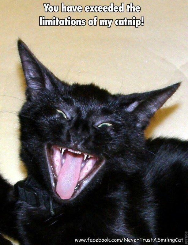 Кот смеется