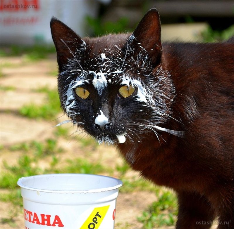 Смешные коты в сметане