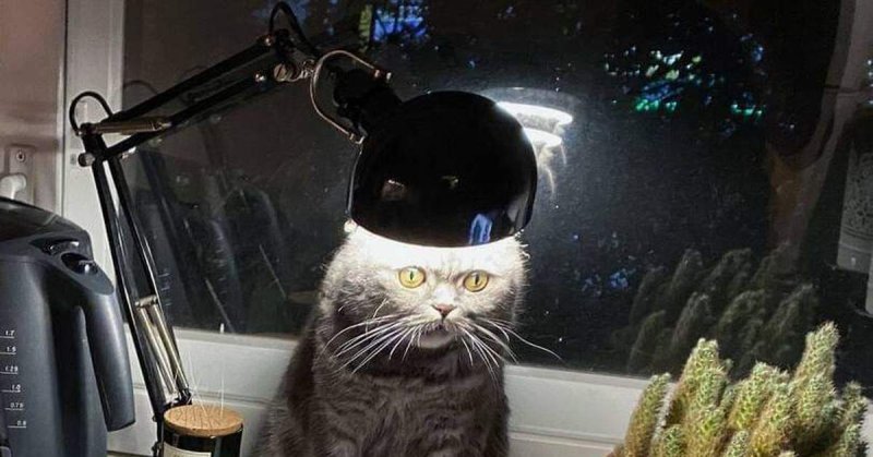 Смешной кот