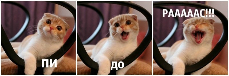 Кот откисает