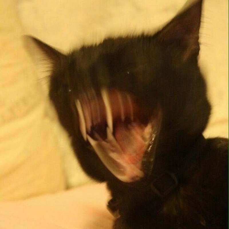 Черный кот орет