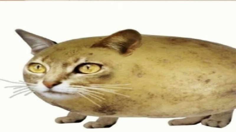 ЧИЛИПИЗДРИК Мем