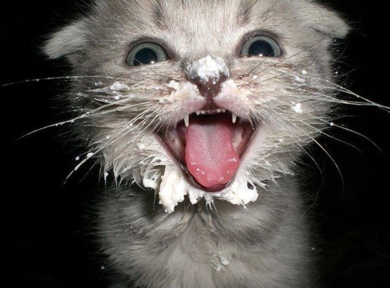 Котенок морда в сметане