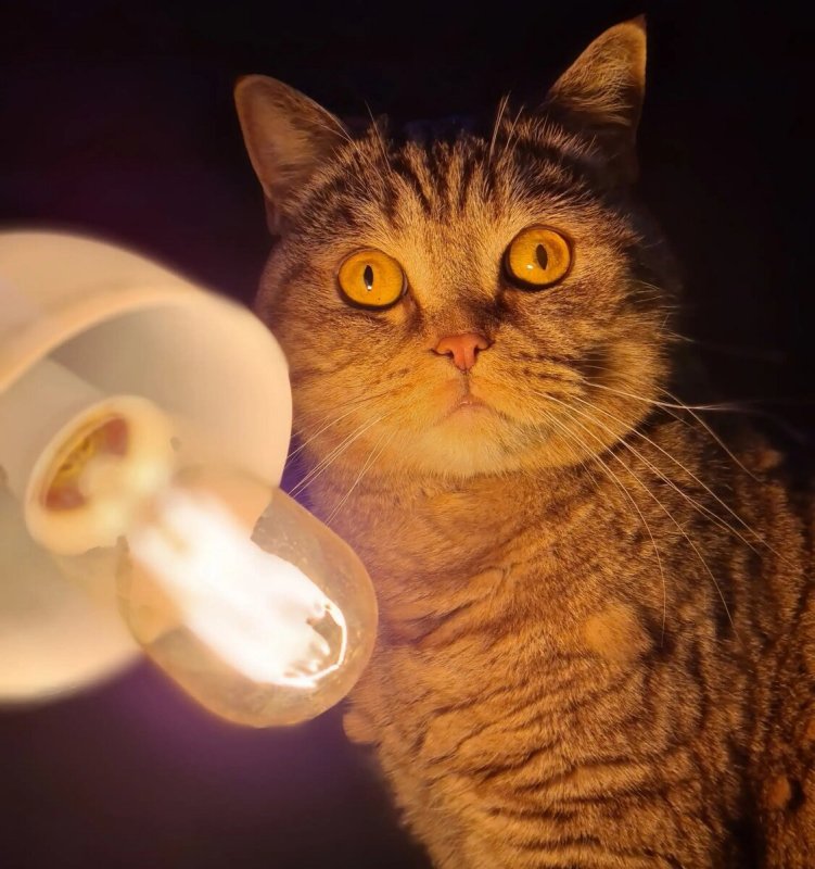 Котик с лампочкой