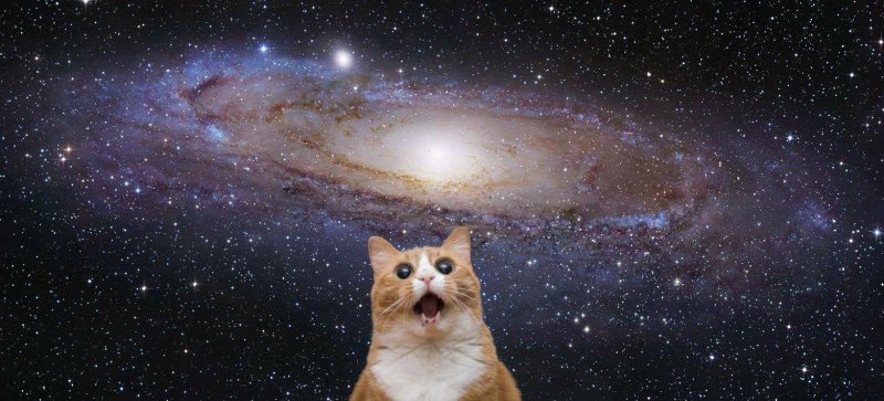 Кот в космосе