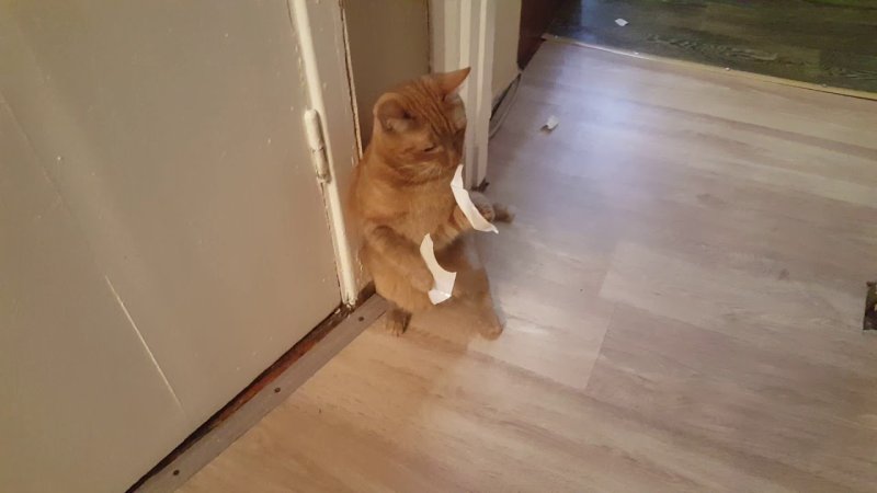 Кот в скотче