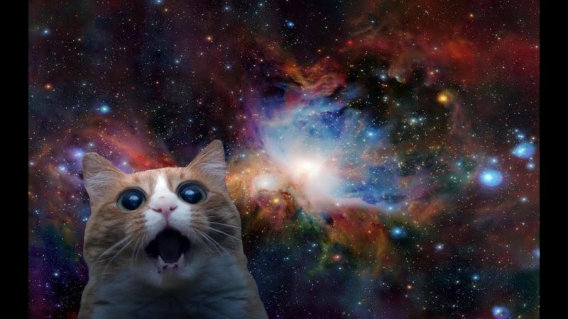 Космический котик