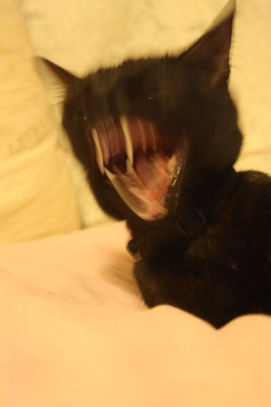 Кошачий визг