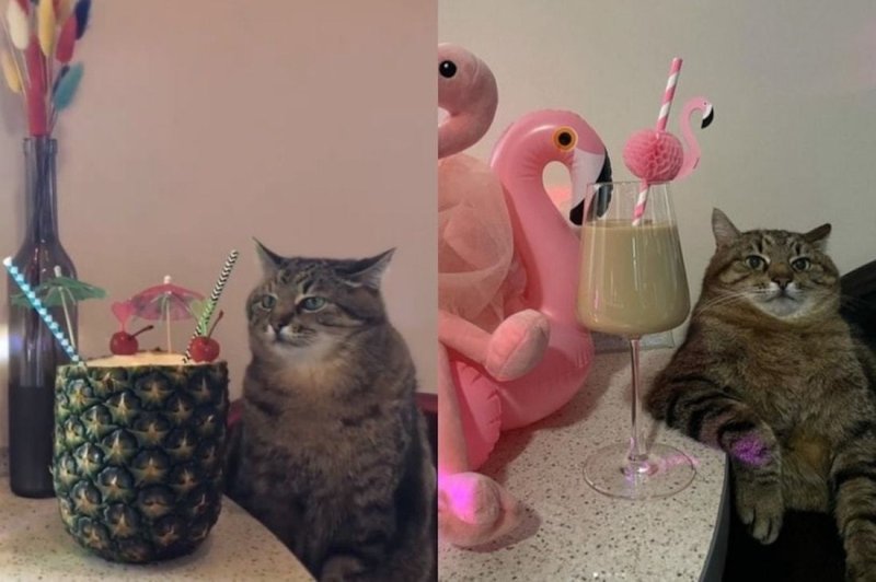 Кот с бокалом