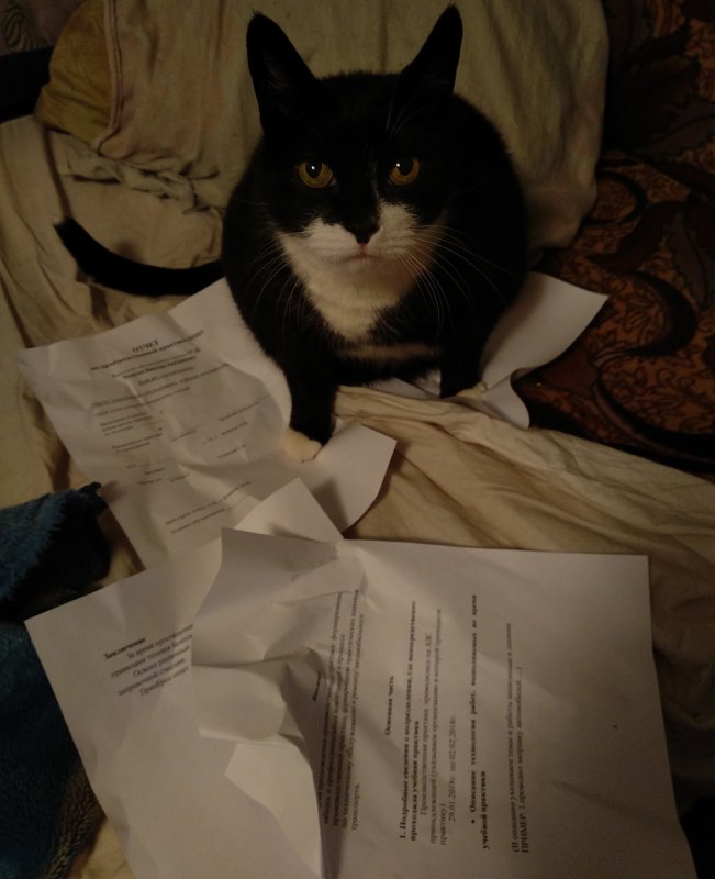 Коты с бумажкой