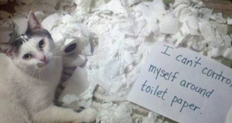 Кот на бумаге