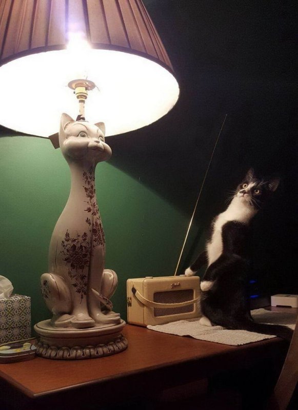 Котик с лампой