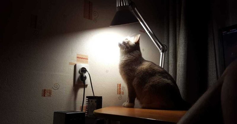 Коты под лампой
