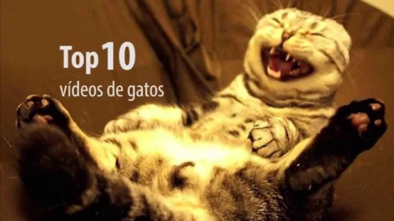 Котик смеется