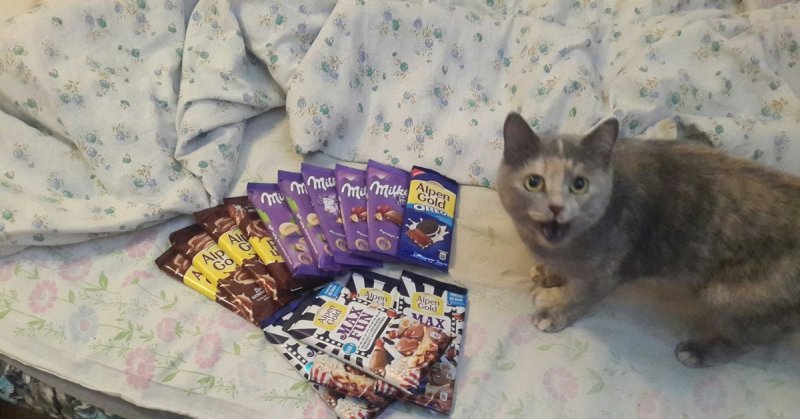 Кот с конфетами