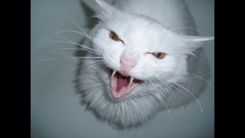 Белый бешеный кот