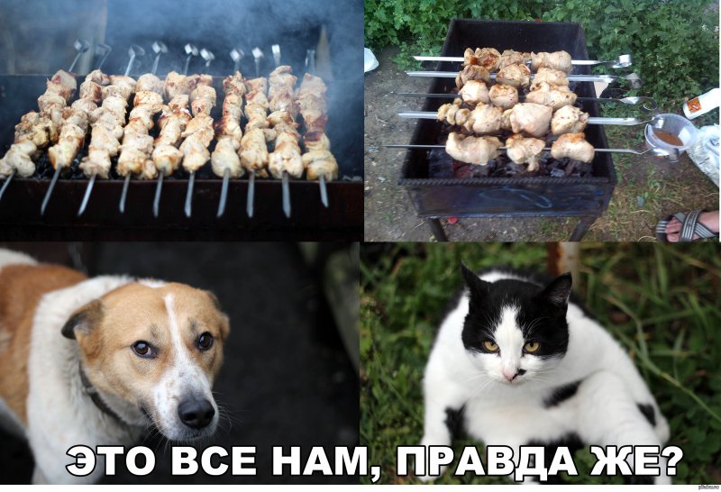Шашлыки на природе прикол