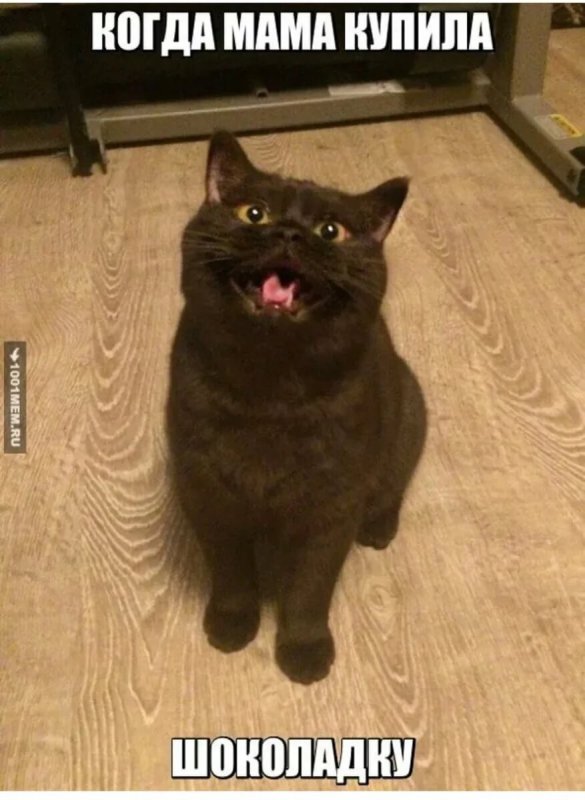 Мемы с котиками с надписями