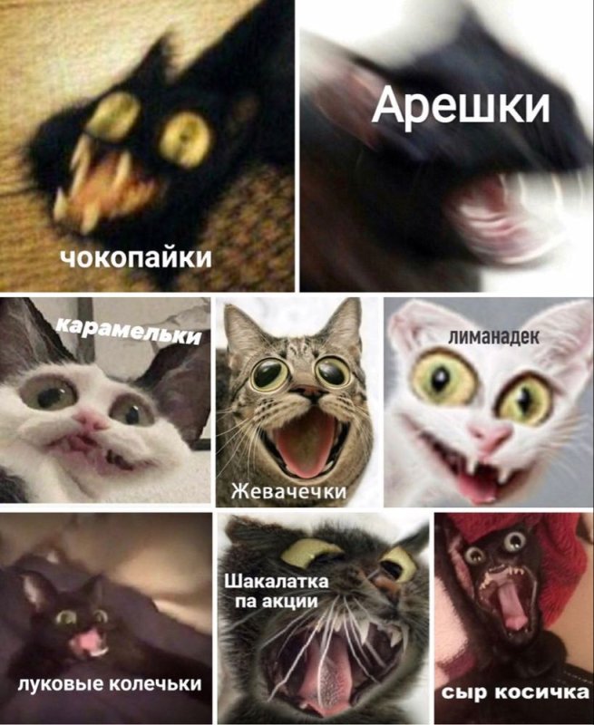 Смешные мемы с котами