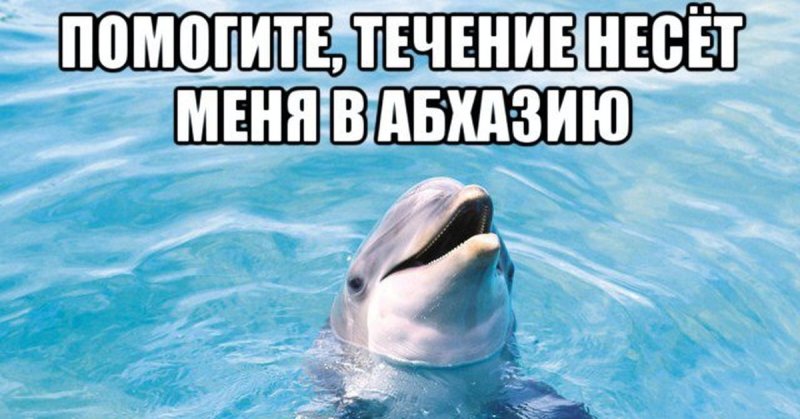 Смешной Дельфин