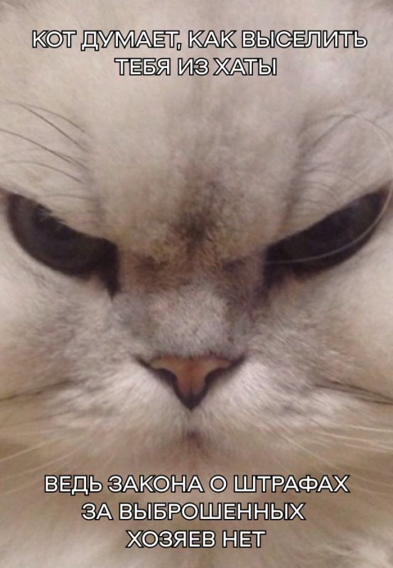 Недовольный котенок