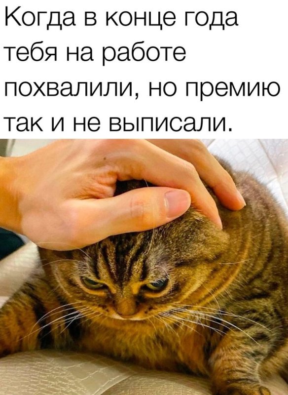 Комплименты с котиками