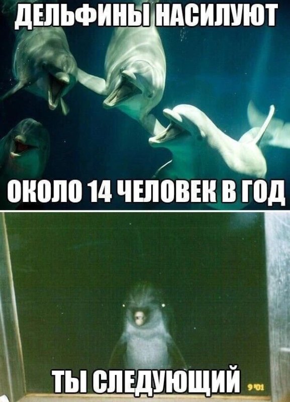 Дельфины насилие ты следующий