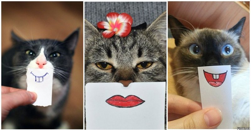 Кот с бумажками