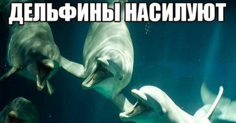 Дельфин Мем