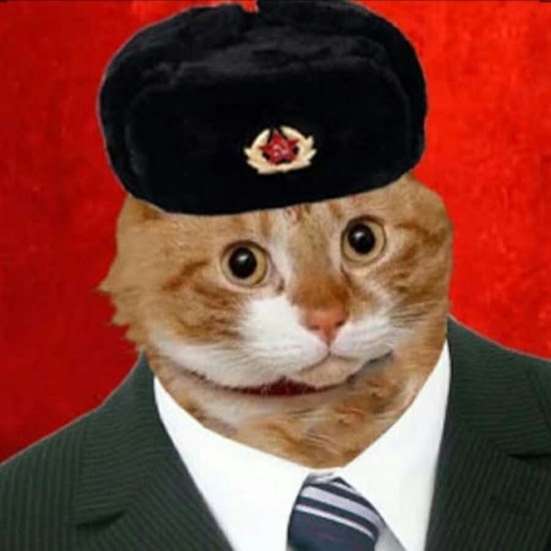 Кот в Советской шапке