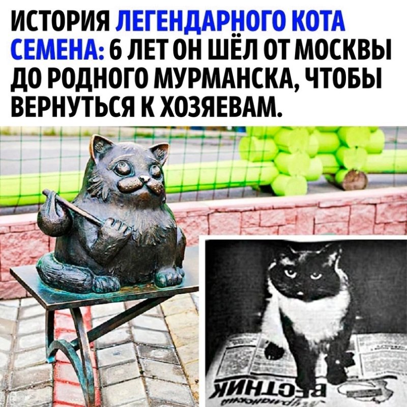 Кот семён Мурманск