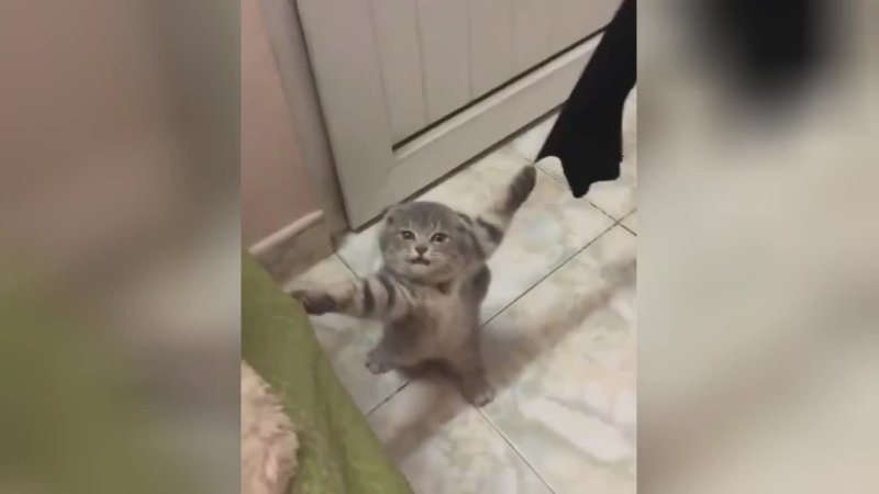 Кот держится