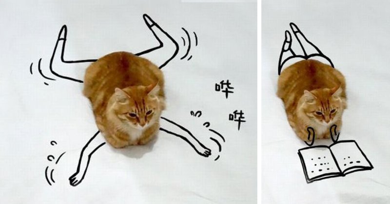 Котэ рисунок