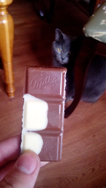 Кот в шоколаде