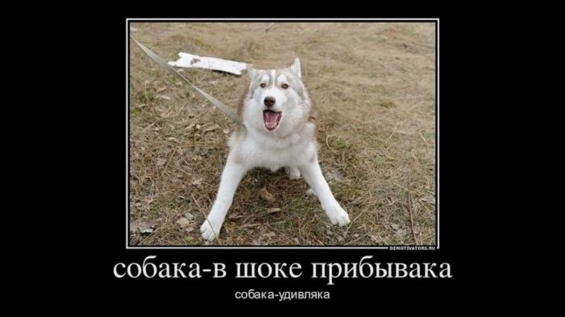 Собака невиновака