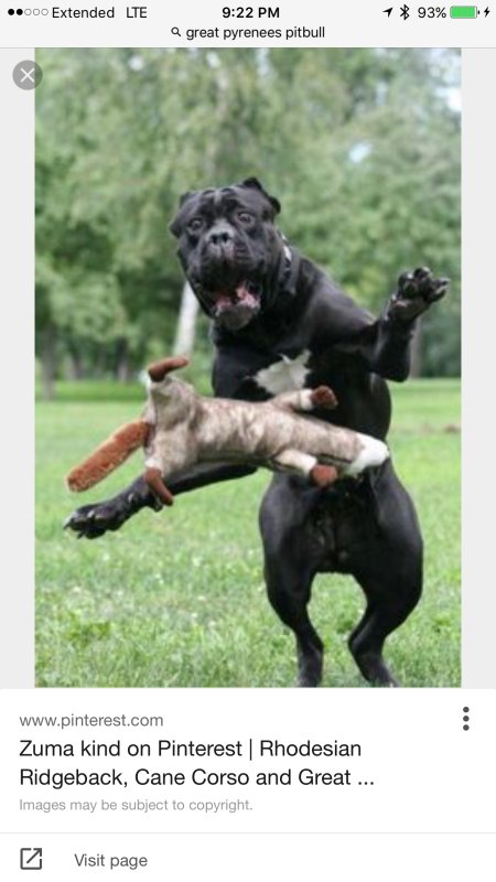 Пес демотиватор