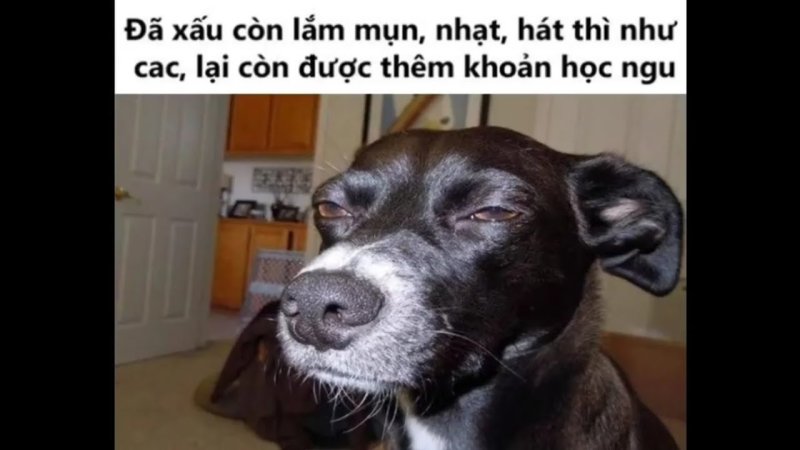 Собака подозревака