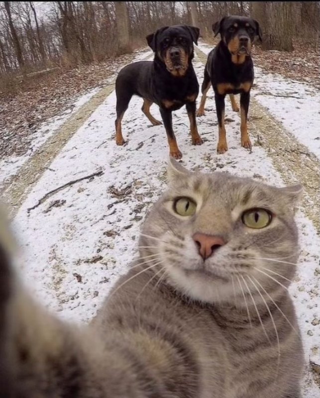 Селфи кота Мэнни