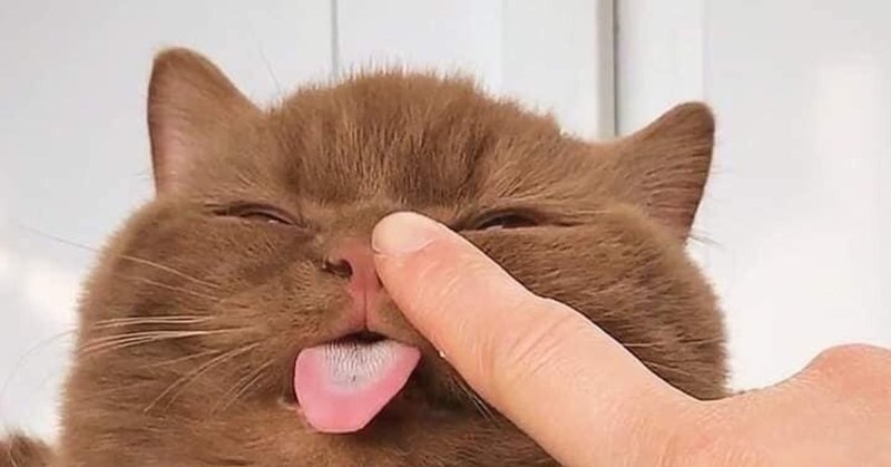 Шоколадный котик