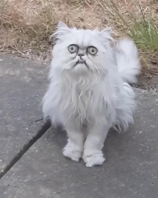 Персидская шиншилла кот Уилфред