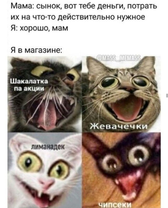 Мемы с котиками с надписями