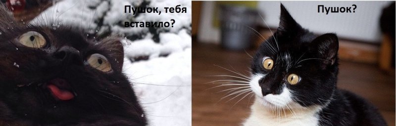 Мемы с котами без надписей