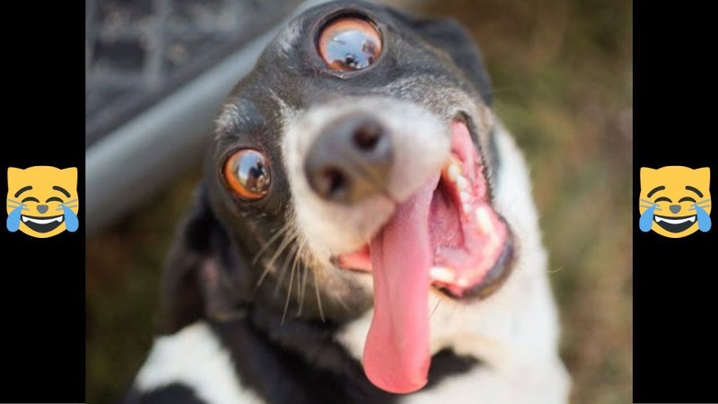 Сумасшедший пес