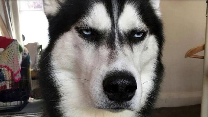 Собака переживака