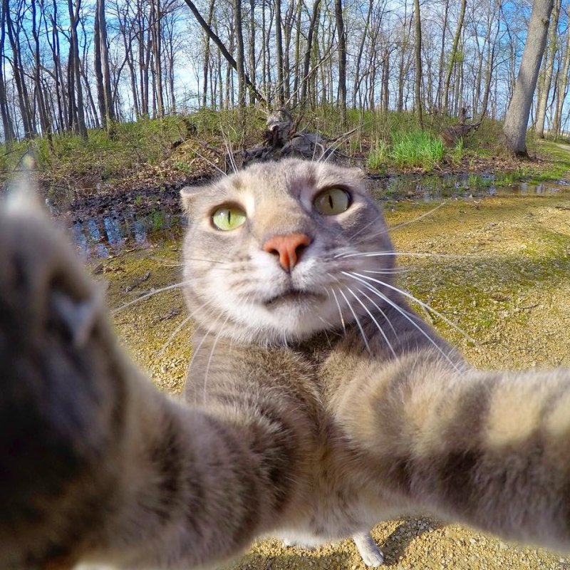 Смешные селфи котов